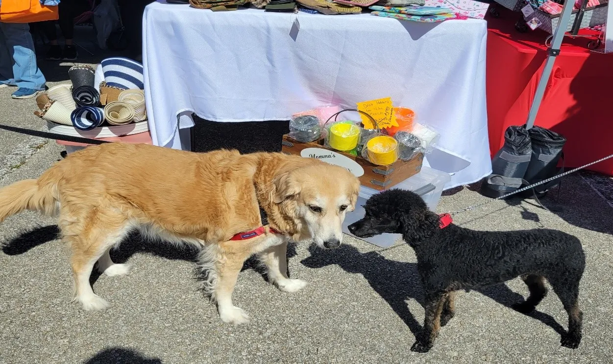 golden and black dog meeting in front of table