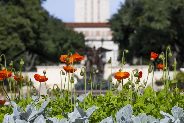 Campus scene with poppies