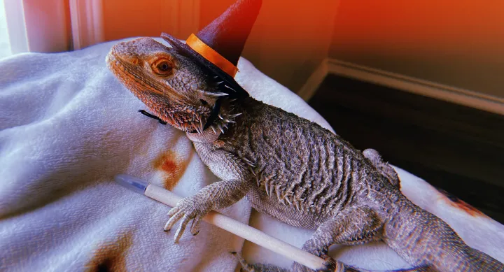 lizard in a witch hat