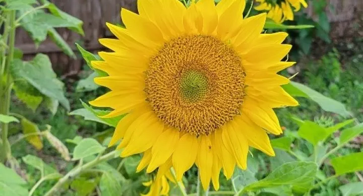 yellow sunflower by green grass