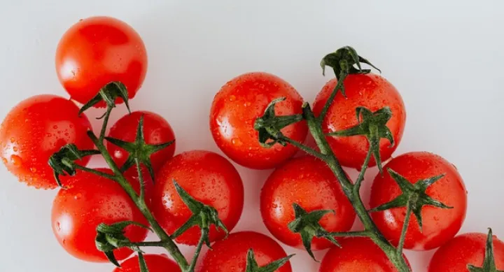 small red tomatoes in the vine